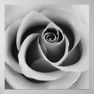 Affiche Rose Flower Close Up Photographie noir et blanc