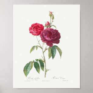 Affiche Rose français violet Vintage floral rose marron Ro