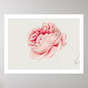 AFFICHE ROSE : GEORGIUS J. JOHANNES VAN OS