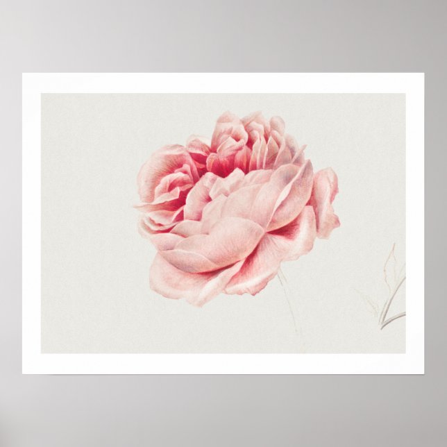 AFFICHE ROSE : GEORGIUS J. JOHANNES VAN OS (Devant)