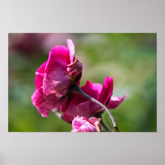 Affiche Rose - Grâce Magenta (Devant)