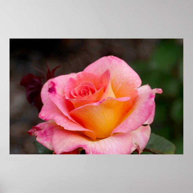 Affiche Rose hybride (Devant)