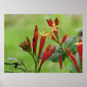 Affiche rose indienne