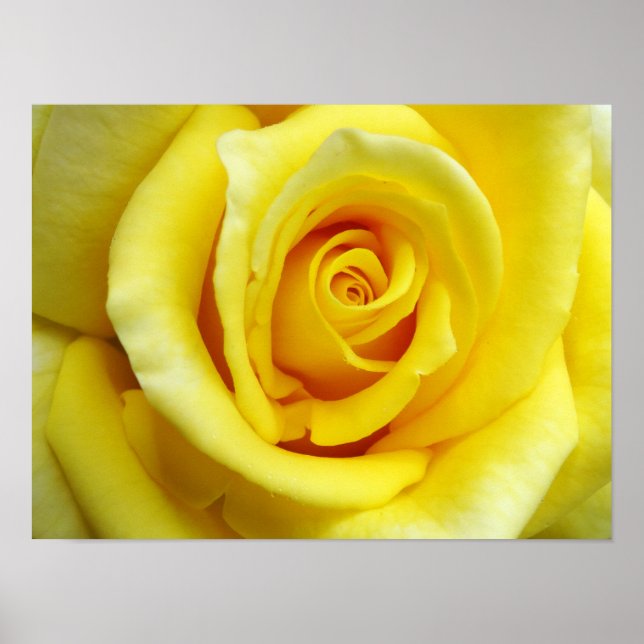 Affiche Rose jaune (Devant)