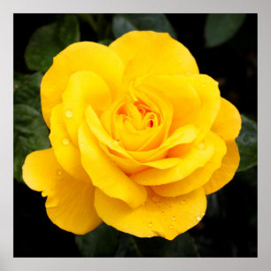 Affiche Rose jaune