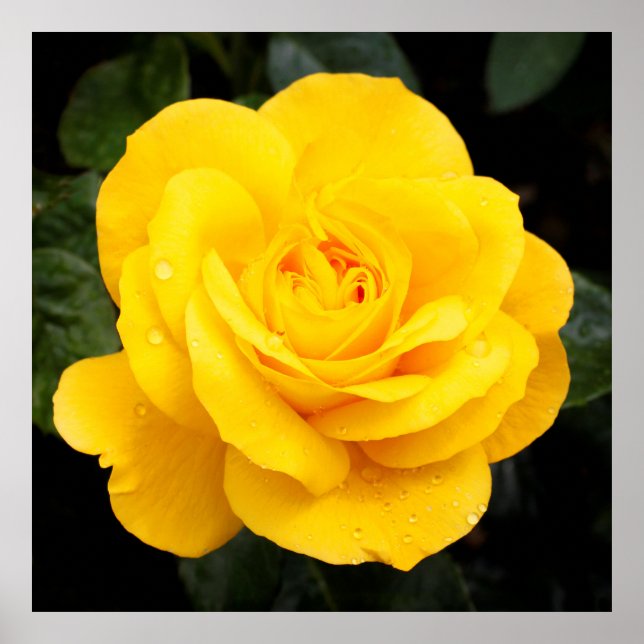 Affiche Rose jaune (Devant)