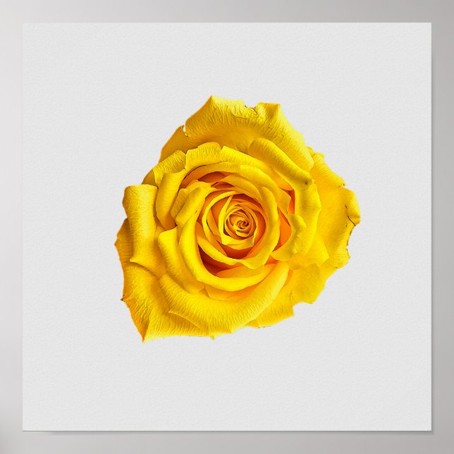 Affiche Rose jaune (Devant)