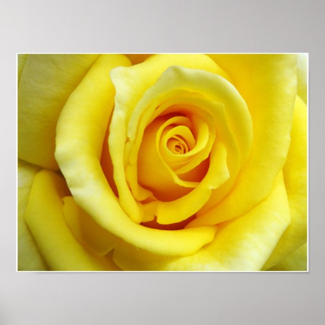 Affiche Rose jaune (Devant)