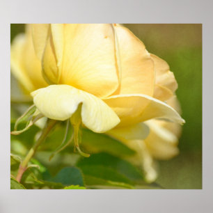 Affiche Rose jaune