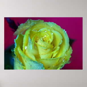 AFFICHE ROSE JAUNE