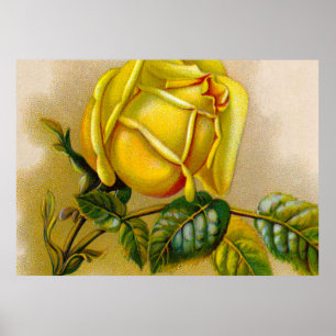 Affiche Rose jaune Antique Vintage Imprimer Art