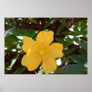 Affiche Rose jaune de copie de Sharon