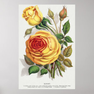 Affiche Rose Jaune et Orange de Crépuscule Botanique Vinta