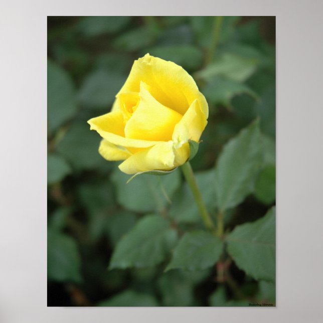 Affiche Rose jaune florissante (Devant)