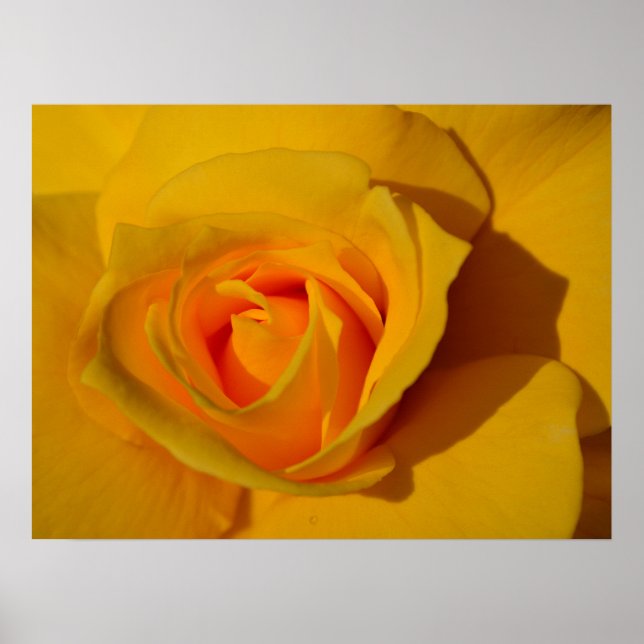 Affiche Rose jaune orange rose rose romantique (Devant)