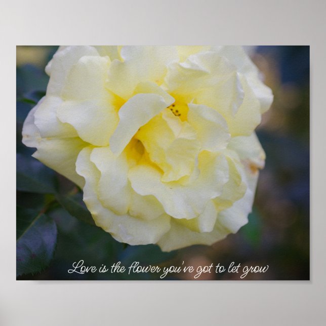 Affiche Rose jaune pâle  (Devant)