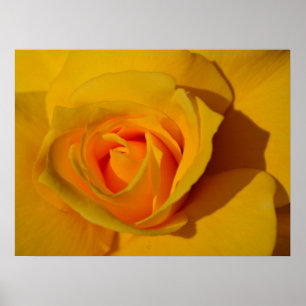 Affiche Rose jaune, rose orange, rose romantique