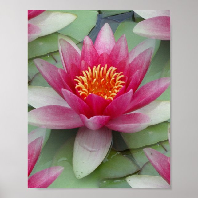 Affiche Rose Lotus Water Lily (Devant)