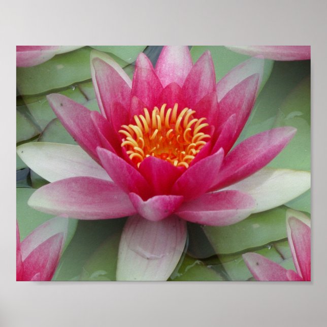 Affiche Rose Lotus Water Lily (Devant)