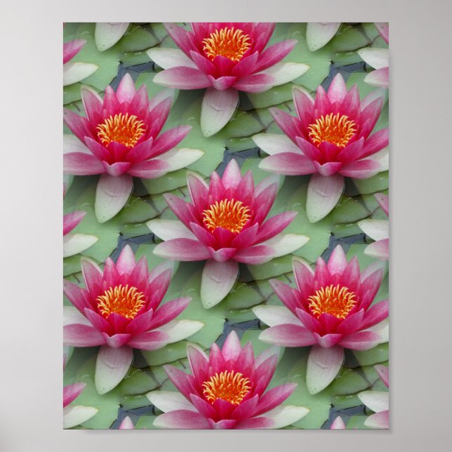 Affiche Rose Lotus Water Lily (Devant)