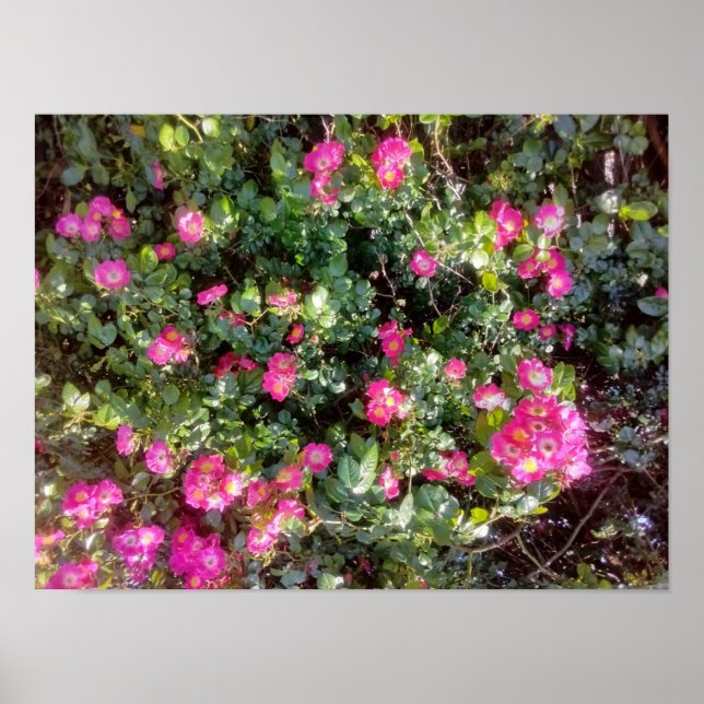 Affiche Rose Love (Devant)