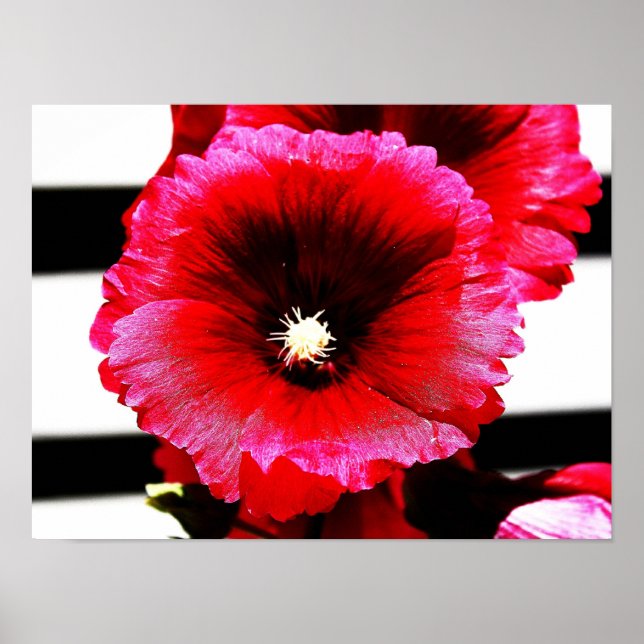 Affiche rose Mallow on Stripes (Devant)