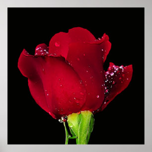 Affiche Rose Mariage rouge