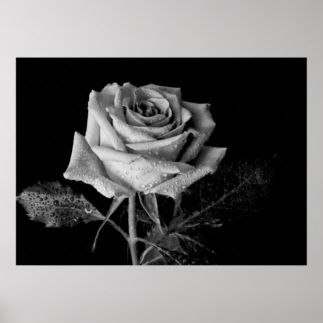 Affiche Rose noir blanc (Devant)