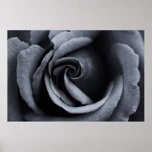 Affiche Rose noire et blanche
