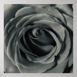 Affiche Rose noire et blanche