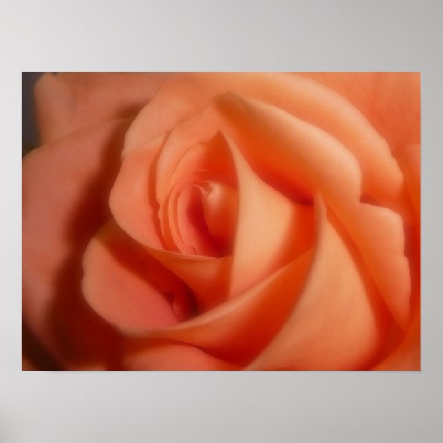 Affiche Rose orange (Devant)