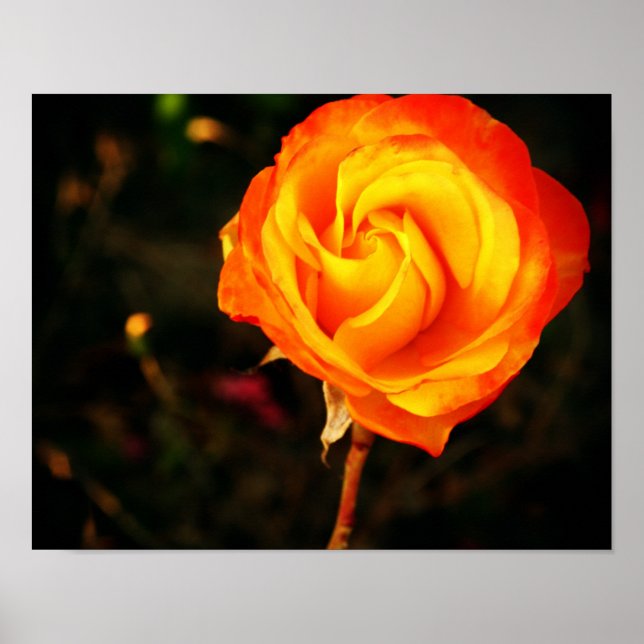 Affiche Rose orange (Devant)