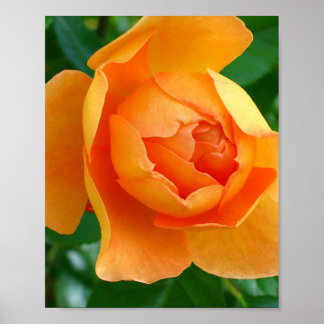 Affiche Rose Pat Austin