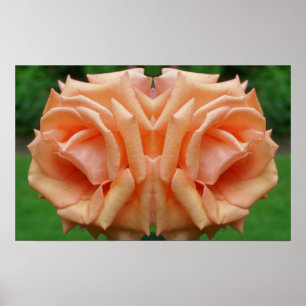 Affiche Rose Peach dans le miroir de fleurs Abstrait