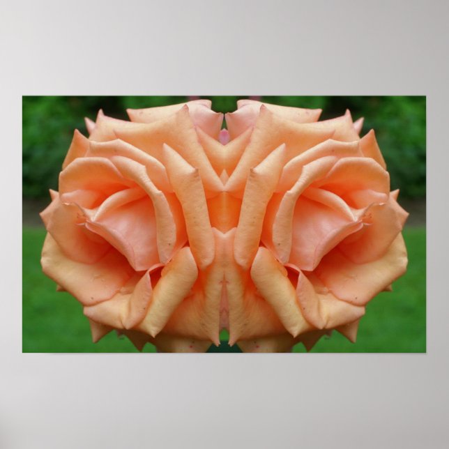 Affiche Rose Peach dans le miroir de fleurs Abstrait (Devant)