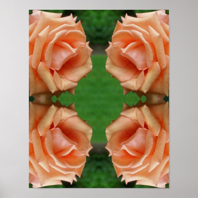 Affiche Rose Peach en floraison Abstrait (Devant)