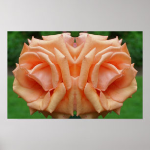 Affiche Rose Pêche En Fleur Miroir Floral Nature Art