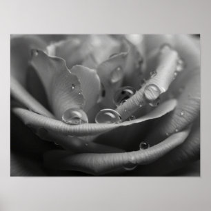 Affiche Rose Pétale Monochromatique Éthérée Macro