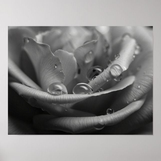 Affiche Rose Pétale Monochromatique Éthérée Macro (Devant)