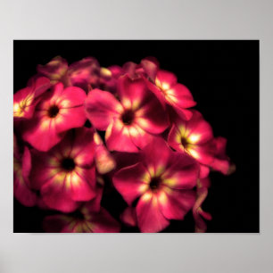 Affiche Rose-Phlox