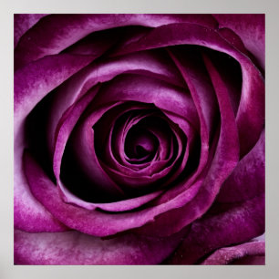 Affiche Rose pourpre