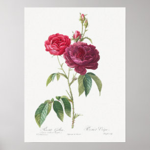 Affiche Rose pourpre Rosa Gallica Pierre Joseph Redoute