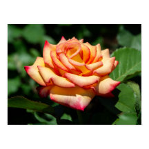 Rose Rêve Réalisé