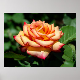 Affiche Rose Rêve Réalisé