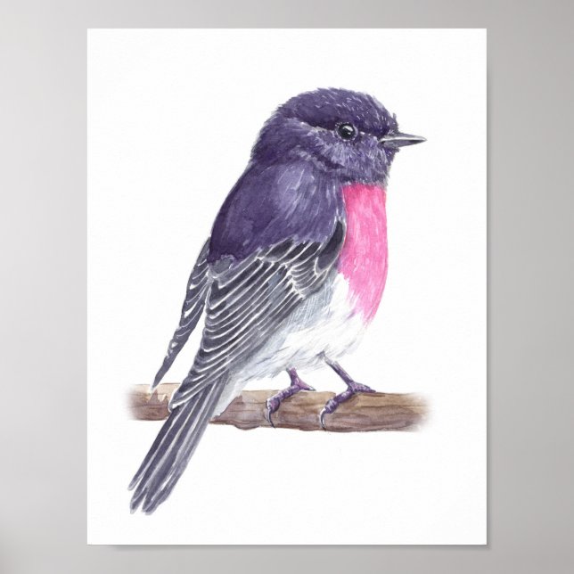 Affiche Rose robin (Devant)
