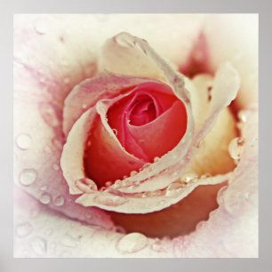 Affiche Rose romantique avec Raindrops Flower Macro
