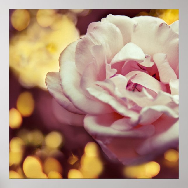 Affiche Rose romantique et Bokeh jaune doré (Devant)