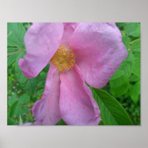 Affiche Rose rose