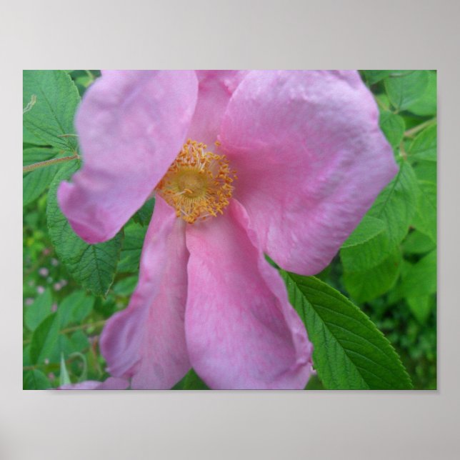 Affiche Rose rose (Devant)
