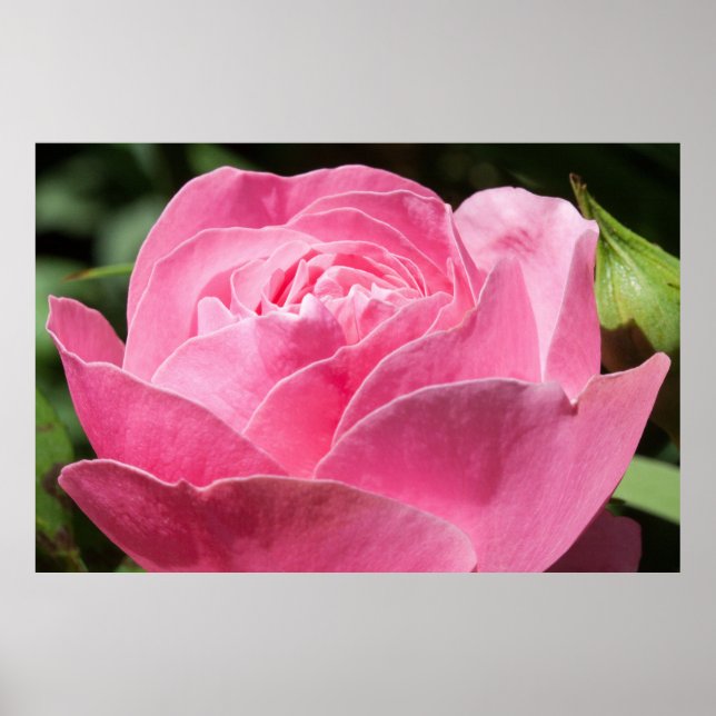 Affiche Rose rose (Devant)
